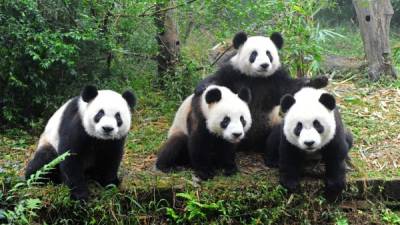 Giant pandas posing for camera