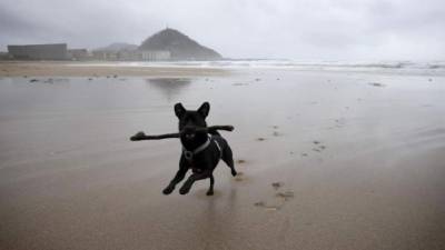 Un perro juega en una solitaria playa de La Zurriola de San Sebastián. EFE/Javier Etxezarreta/Archivo