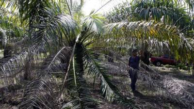 La economía de varios municipios del valle del Aguán depende del cultivo de palma, que la peligrosa enfermedad ha puesto en peligro.