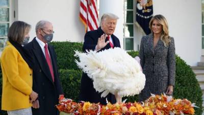 El presidente de Estados Unidos, Donald Trump, realizó este martes su última ceremonia del tradicional indulto anual del pavo -que se libró de acabar el jueves en la mesa de la cena de Acción de Gracias-, en el que puede que sea el primero de varios perdones por venir.