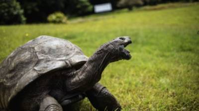 Una tortuga gigante de Aldabra atacó a un ave de las islas Seychelles.//