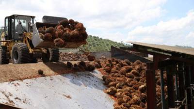 Empresa productora de aceite de palma ubicada en El Progreso, Yoro.