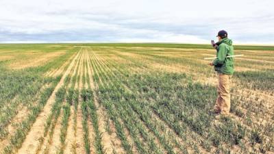 Philip Beeson, de Beeson & Associates, inspecciona un campo de trigo en el oeste de Kansas.