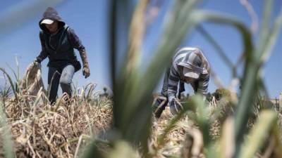 Dos mujeres recogen cebolla el martes 31 de marzo en un huerto en la zona agrícola Tierra Blanca de Cartago, al este de San José (Costa Rica). En momentos en que el coronavirus COVID-19 tiene paralizada casi toda actividad, la agricultura mantiene su marcha para garantizar la seguridad alimentaria de la población y demuestra lo vital que resulta este sector, muchas veces olvidado.