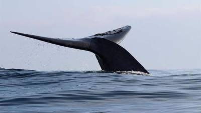Los ecologistas de Sea Shepherd divulgan un vídeo sobre la caza de ballenas. EFE/Archivo
