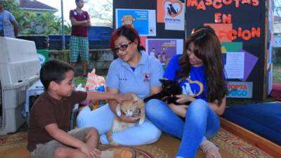 Muchos gatos y perros ya tienen un hogar gracias a la campaña de adopción Foto: Jorge Monzón