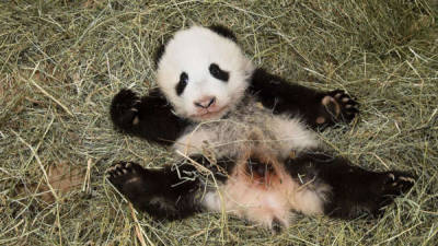 La cría nació el 14 de agosto de 2013 y se le puso de nombre Fu Bao 'leopardo feliz'.