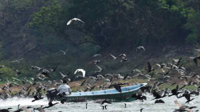 Superados en número, los pescadores tienen que luchar por los menguantes recursos pesqueros del lago Suchitlán.