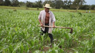 Un labrador trabaja en una plantación de maíz. Con la represa El Tablón, este y otros cultivos agrícolas serán rehabilitados en el Valle de Sula.