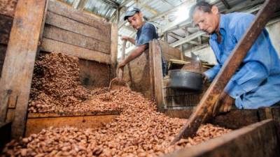 Dos obreros realizan el secado de granos de cacao en un centro de la Fhia en La Masica. Foto: Wendell Escoto