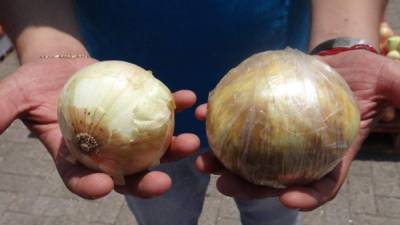 La droga estaba forrada en plástico, bañada en mostaza y cubierta en su exterior con láminas de cebolla natural. Foto: Servicio Nacional de Aduanas.