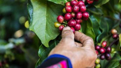 Cosecha. Una persona recolecta los granos maduros de café robusta.