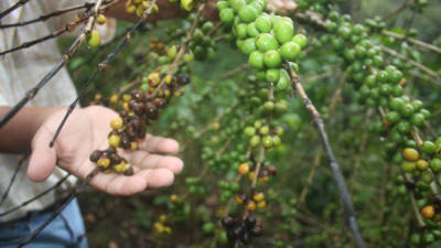 Según autoridades, la roya afectó unas 200 mil manzanas de café en Honduras.