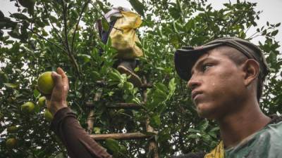 AGROINDUSTRIA. Un jornalero trabaja en la recolección de cítricos en una finca en Colón.