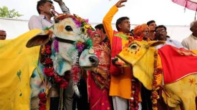 Varias indios participan en la ceremonia de casamiento entre una vaca y un toro en Kalara, en la ciudad de Bhopal, India, hoy, 16 de julio de 2018. Los habitantes de esta región creen que este ritual hindú traerá lluvias. EFE
