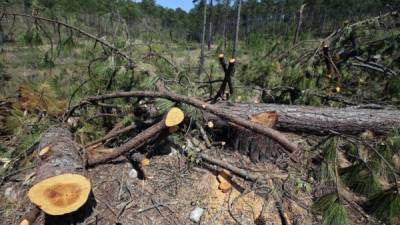 El gorgojo ha devastado más de 442,000 hectáreas de bosques en todo el país
