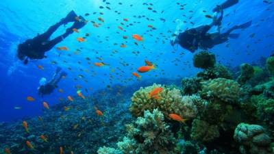 Roatán es conocida como una de las mejores islas del Caribe por su hermoso arrecife coralino.