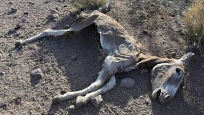 Fotografía del 1 de septiembre de 2019 que muestra un burro salvaje muerto en el área de Halloran Springs, en el desierto de Mojave, California (Estados Unidos). EFE/Iván Mejía