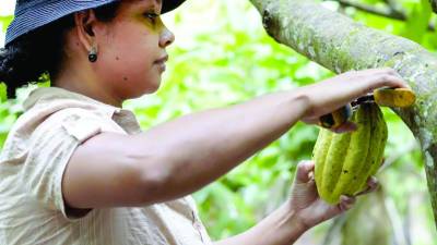 <b>Una mujer corta frutos de cacao en una finca del norte de Honduras.</b>