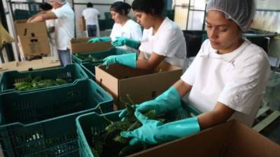 Fosdeh sugiere apoyar sectores como el agrícola, que crean mucho empleo.