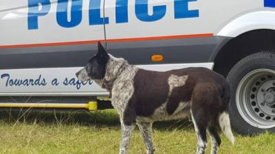 Max, un perro pastor ganadero australiano de 17 años. AFP