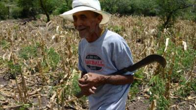 Casimiro Najera camina entre el maíz está dañado por las plagas en la comunidad rural del departamento Morolica, Choluteca. AFP