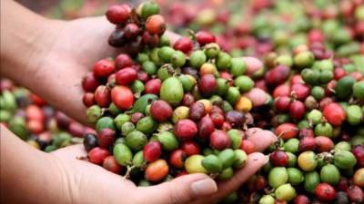 Un cortador de café en una finca de Santa Bárbara muestra el fruto de su trabajo, una de las labores más afectadas por la crisis.