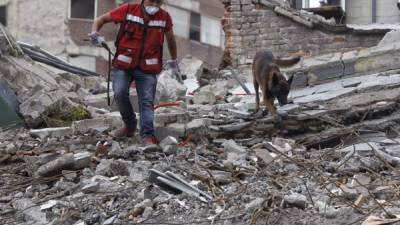 El perro mexicano 'Chichí' logró identificar el sitio exacto de personas con vida cuando ya se había abandonado la búsqueda en un edificio colapsado. EFE