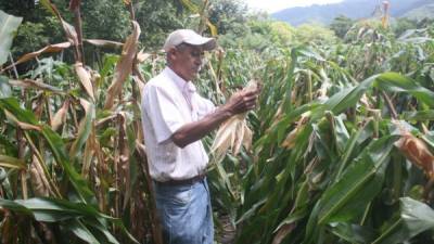 Un maicero muestra cómo sus cultivos se perdieron por la sequía en Olancho.