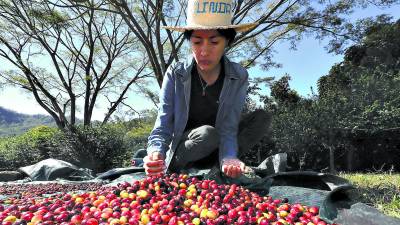 <b>Esta actividad económica captó en el último trimestre del año pasado inversión extranjera por concepto de anticipos por la exportación de café de empresas torrefactoras. </b>