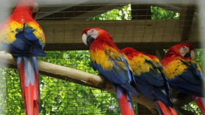 Decenas de Guacamayas Rojas permanecen en los aviarios del parque de aves y reserva natural Macaw Mountain en Copan Ruinas