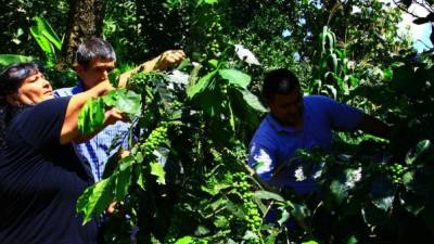 En escala nacional, el Cohep contabiliza unos 225 mil productores, pero solo 110 mil están afiliados a las organizaciones.