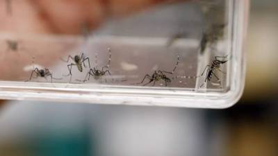 El virus del Zika es transmitido por el mosquito Aedes aegypti, el mismo que contagia el chikunguña y el dengue. EFE/Archivo