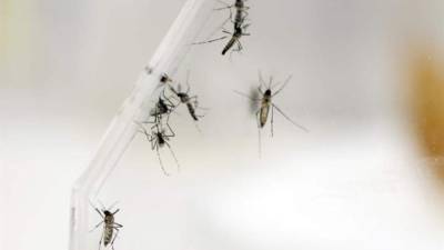 Costa Rica era el único país del istmo que no reportaba casos de la enfermedad transmitida por el Aedes aegypti.