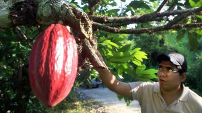 Cacaoteros se esfuerzan por aumentar la producción de sus fincas. Fotos: Amílcar Izaguirre.
