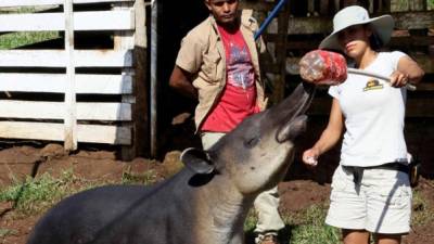 Los tapires son uno de los animales preferidos por la mexicana.