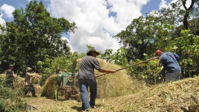 En una evaluación realizada en cuatro países de América Latina se identificaron las principales vulnerabilidades y amenazas del cambio climático para los sistemas agrícolas de la región.
