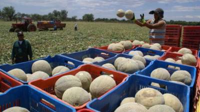 Productores de melón del sur del país.