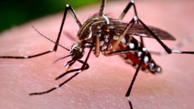 Los síntomas del virus del Zika incluyen conjuntivitis, erupciones en la piel y dolores musicales.