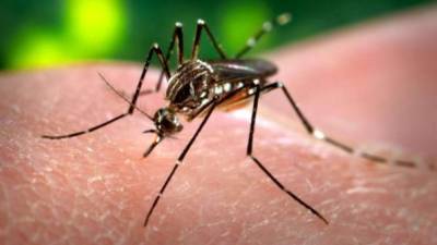 El virus del Zika es transmitido por mosquito Aedes aegypti.