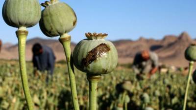 Los pobladores de Guerrero piden la legalización de la siembra de amapola.