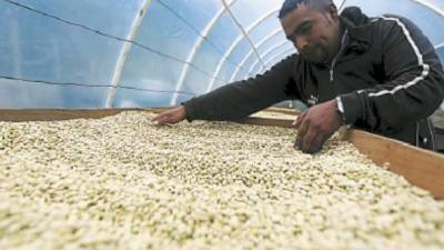 Debido a los bajos precios, que son una problemática que enfrentan los productores, Honduras está avanzando en el valor agregado del café.