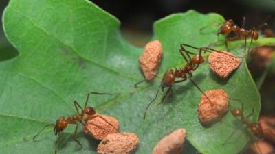 Los ejemplares de Atta cephalotes parten las hojas con los dientes y las agujerean.