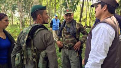 El despeje de las zonas de siembra de cocaína por parte de las FARC facilitará la sustitución de los cultivos según el gobierno de Juan Manuel Santos.