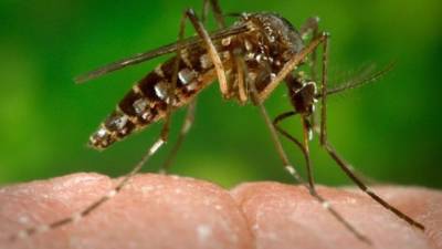 Aedes aegypti transmite dengue, chikungunya e zika vírus (Foto: CDC-GATHANY/PHANIE/AFP).