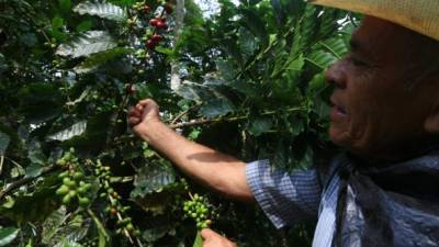 Un obrero cosecha granos de café en una finca de la aldea Naranjito, El Merendón. El Ihcafé registra 1,826 caficultores solo en esta zona. Foto: Amílcar Izaguirre'