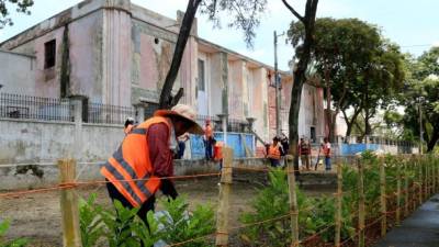 Empleados municipales sembraron árboles en las afueras de la plaza. Foto: Amílcar Izaguirre