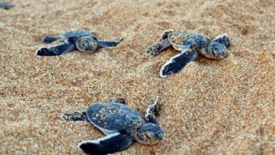 En esta época del año, miles de tortuguitas luchan por llegar al mar luego de haber nacido. De ello depende su sobrevivencia.