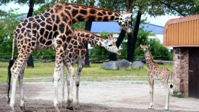 Cifras de la extinción 860 especies están ya extintas, 5,210 están en peligro crítico, 7,781 en peligro, 11,316 en situación vulnerable