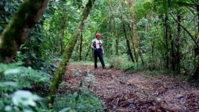 Desde hace varios años la Unión Europea apoya a Honduras en conservación forestal.